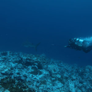 Mercurio en predadores marinos del Pacífico colombiano