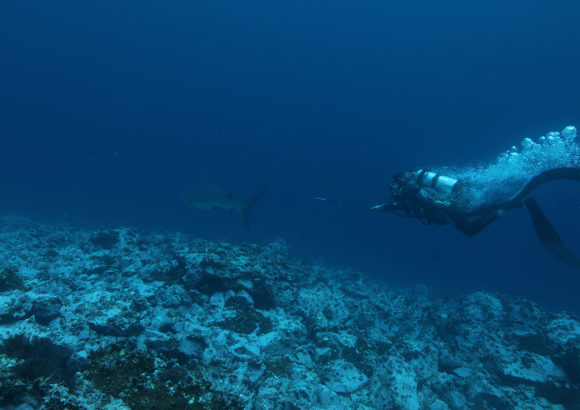 Mercurio en predadores marinos del Pacífico colombiano