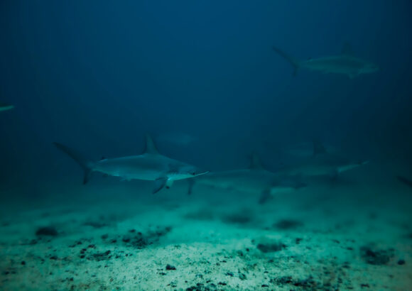 Área de crianza para el Tiburón Martillo