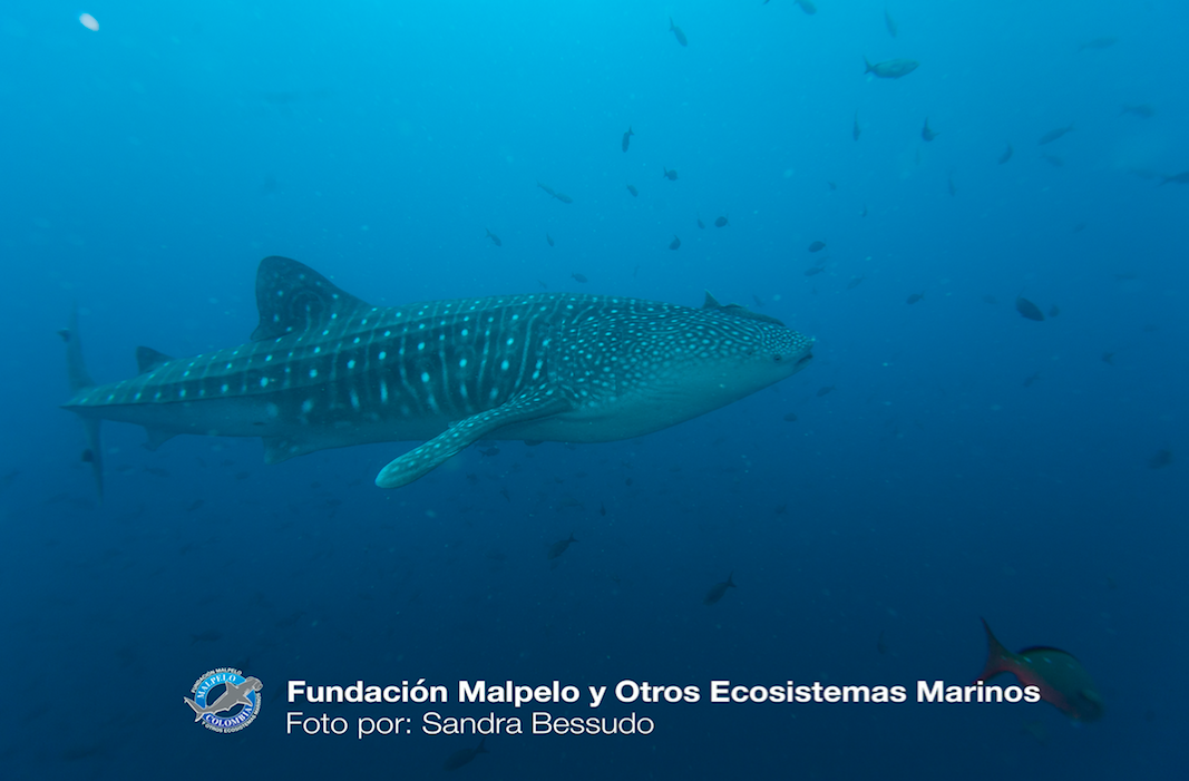 Mission Blue Hope Spot: Malpelo Island, Colombia Mission Blue Hope Spot: Malpelo Island, Colombia