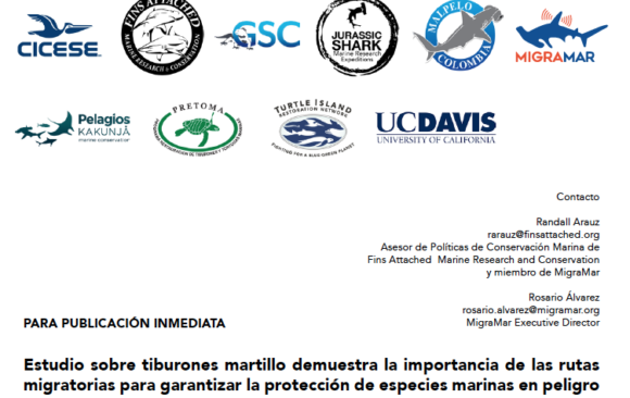 Estudio sobre tiburones martillo demuestra la importancia de las rutas migratorias Estudio sobre tiburones martillo demuestra la importancia de las rutas migratorias