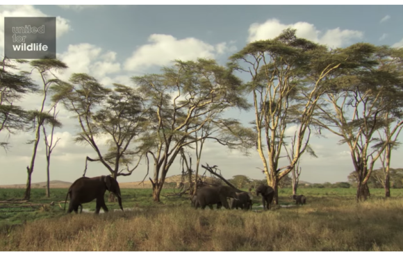 Diplomado de posgrado del Centro Recanati-Kaplan en la práctica internacional de conservación de la vida silvestre