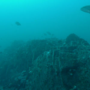 Montes submarinos: Refugio de la megafauna marina tropical