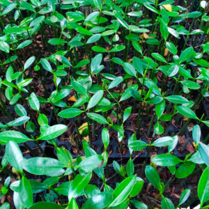 Restauración del Manglar