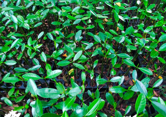 Restauración del Manglar